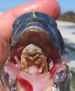 Louse in fish mouth